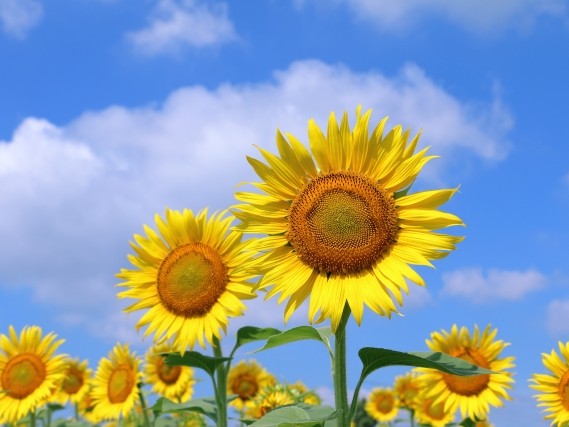 32608090_s.jpg